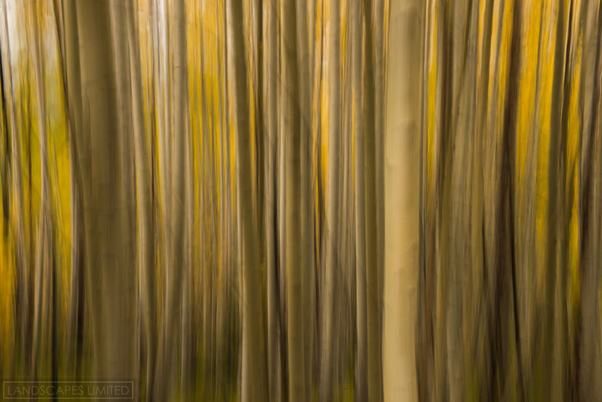 aspenghosts (1 of 1)-2.jpg