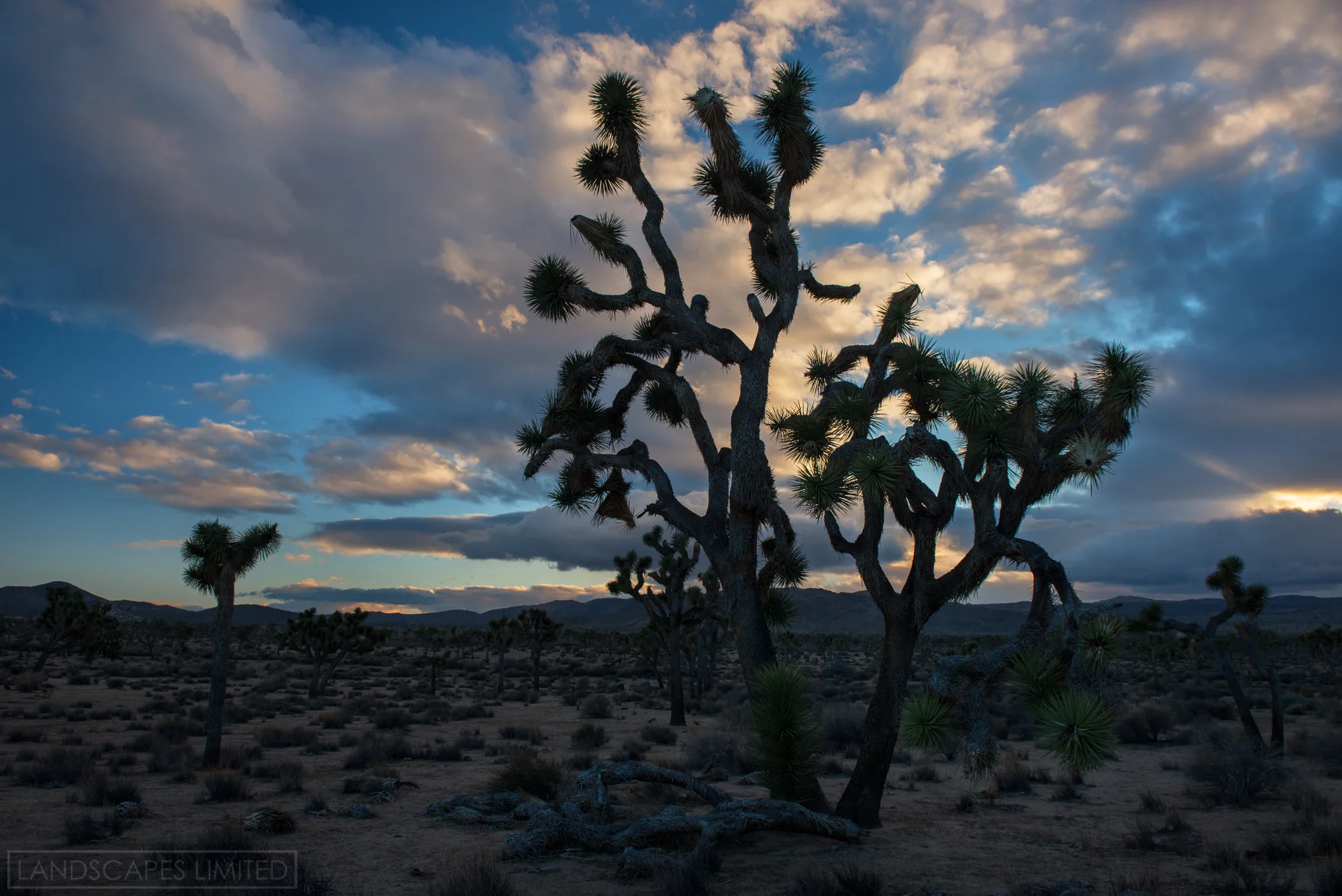 joshuatree (1 of 1).jpg