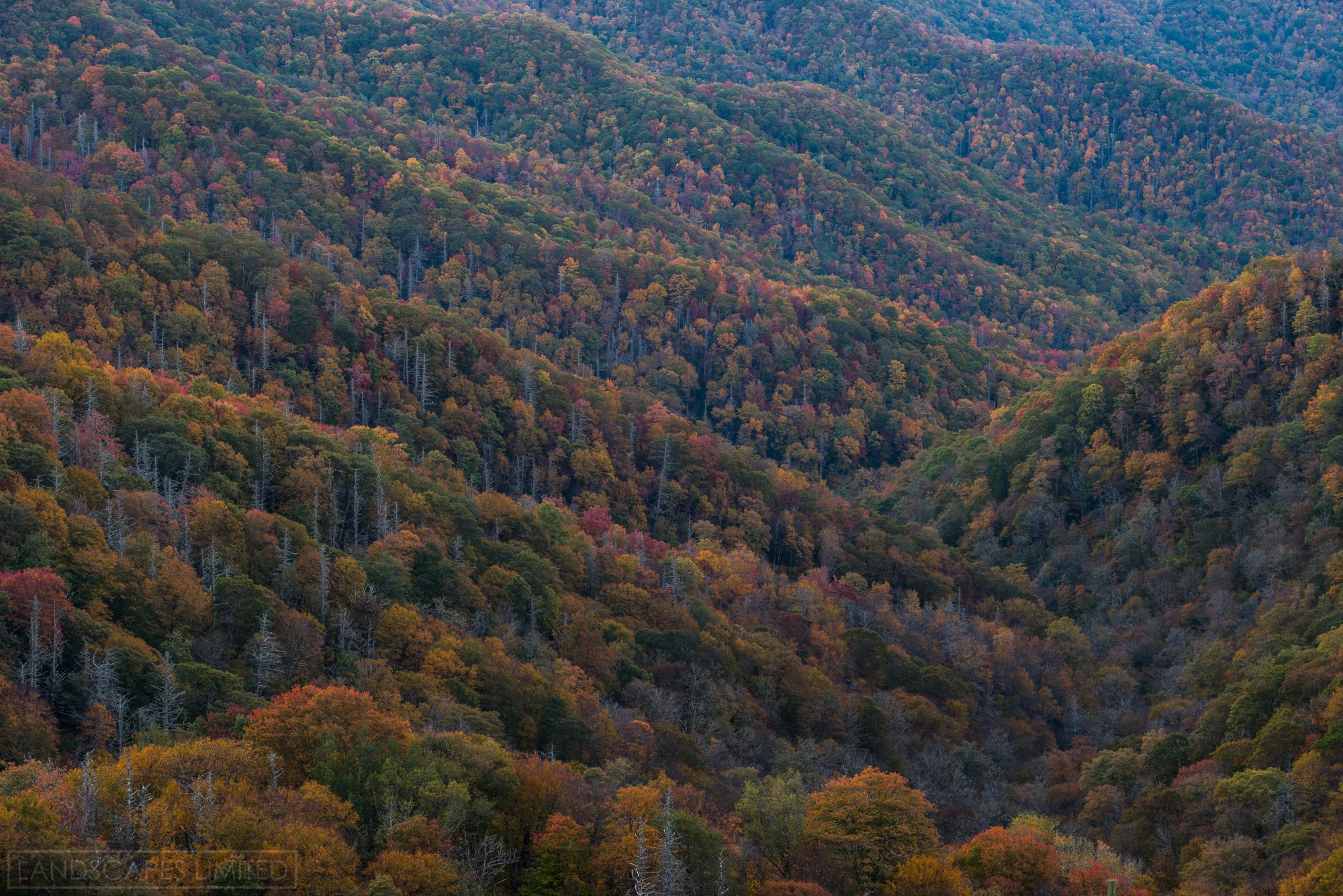 carolina morning (1 of 1).jpg