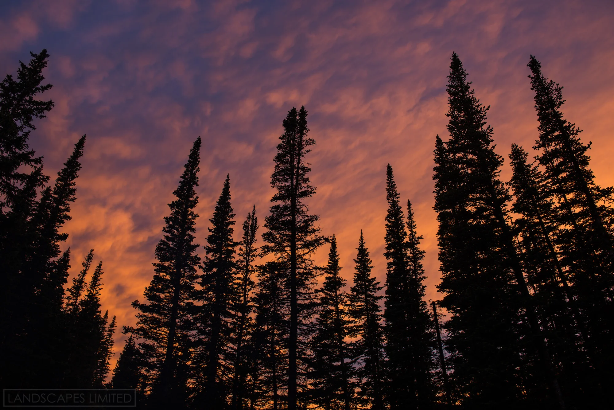 forest fire (1 of 1).jpg