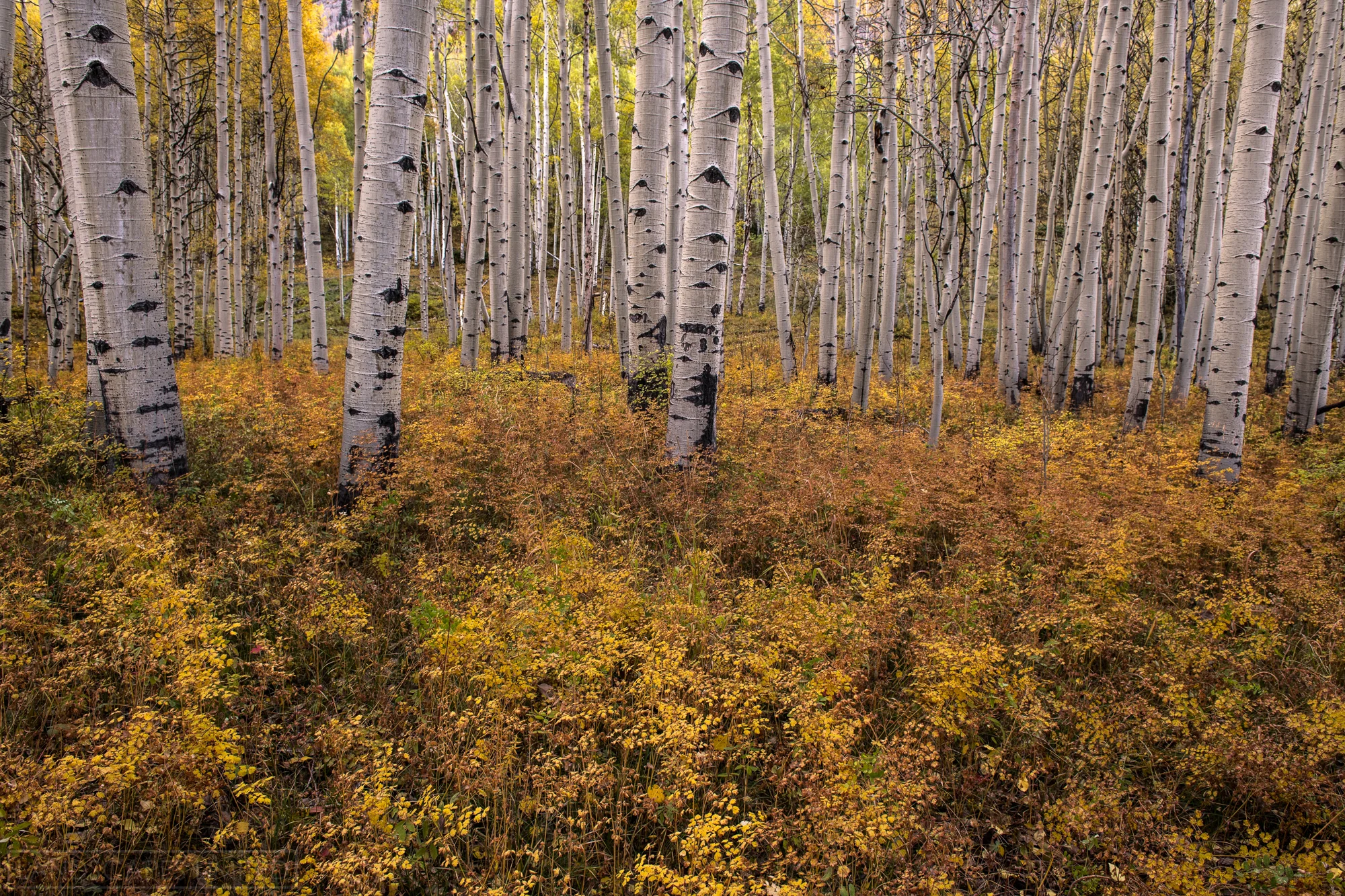 Midas Touch (1 of 1).jpg