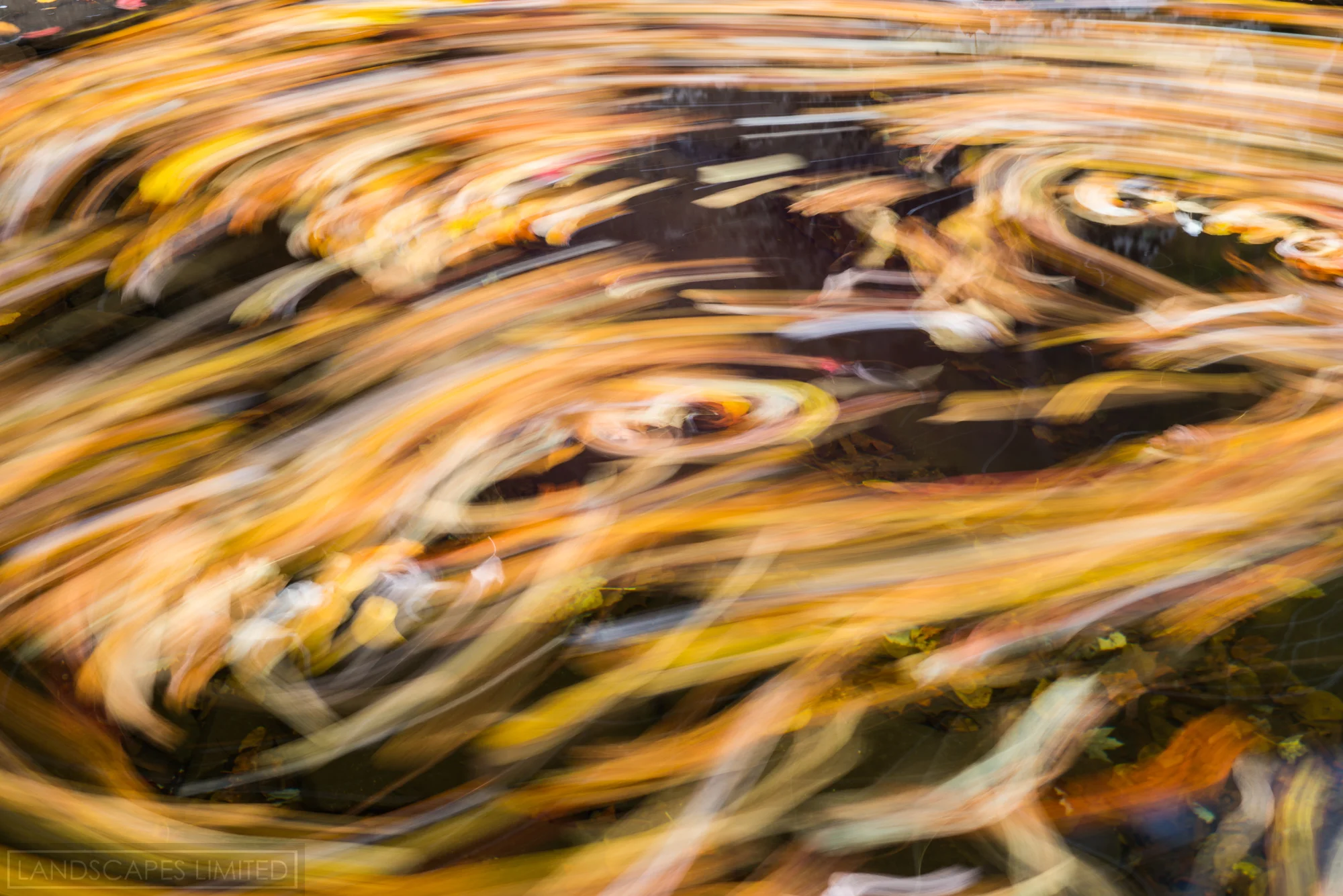 Fall Swirl