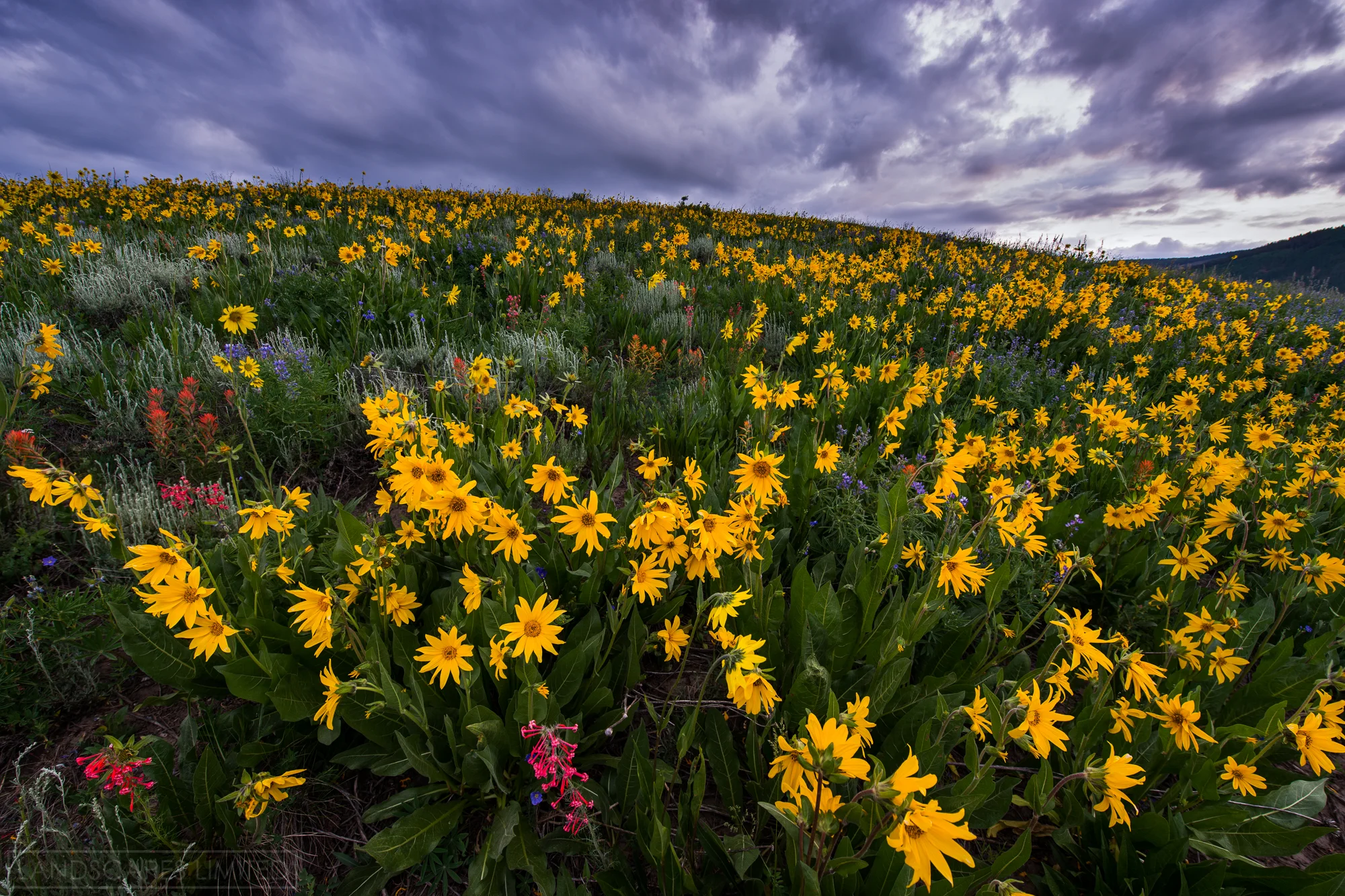 Flower Hill