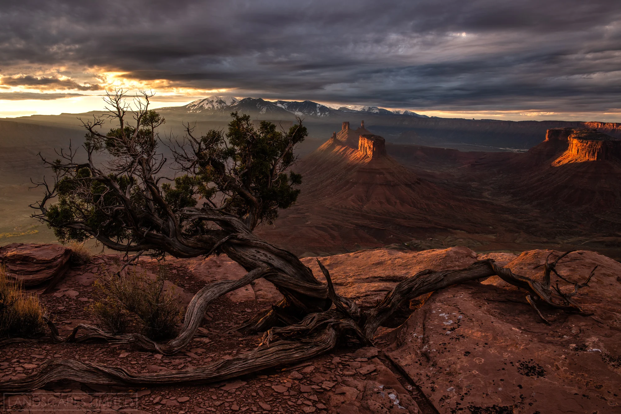 Sentinel (1 of 1).jpg