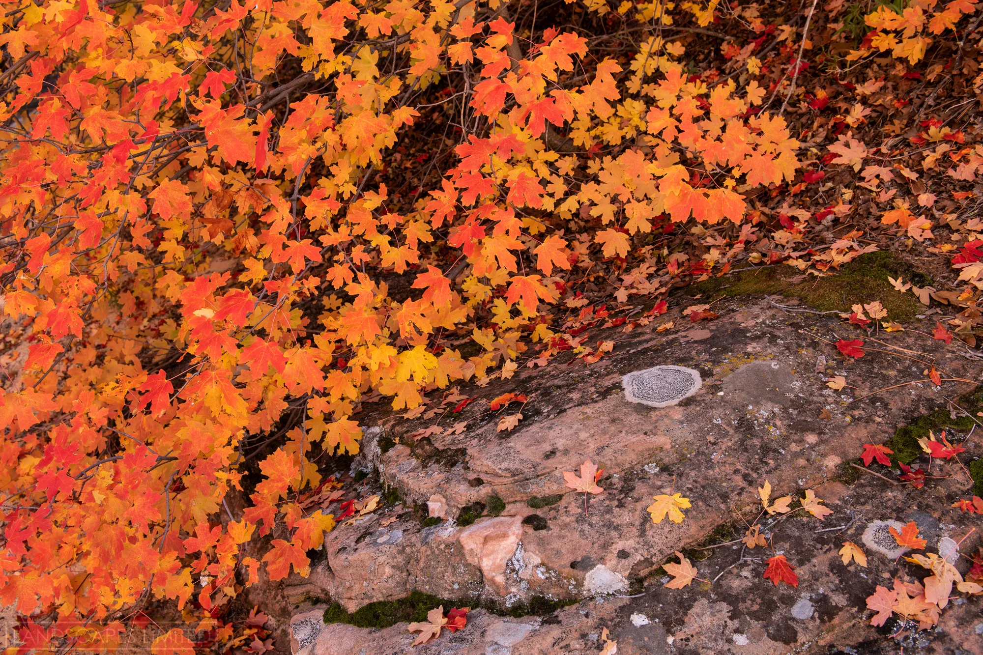 Rock Garden (1 of 1).jpg