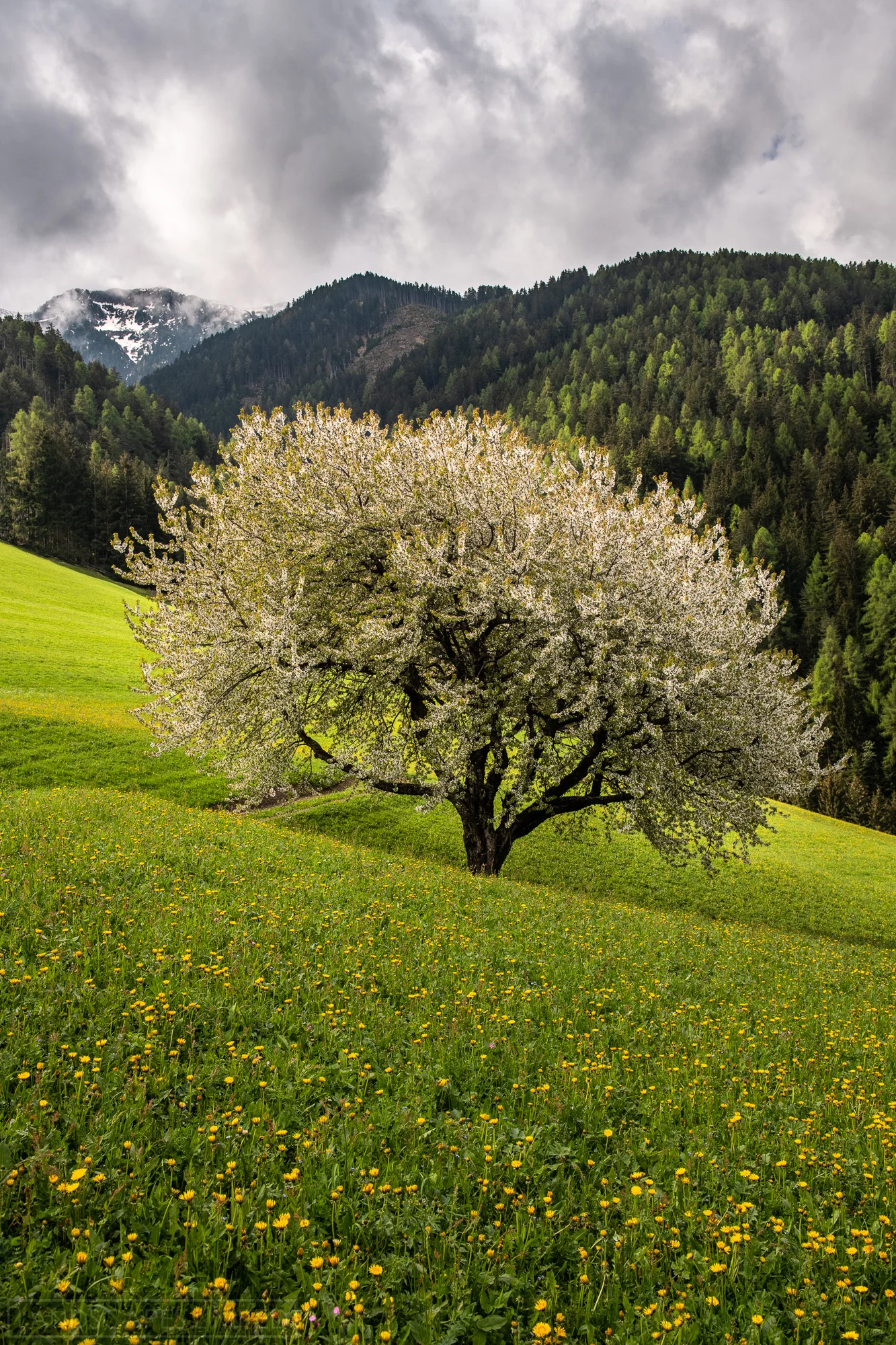 Tyrol Spring (1 of 1).jpg