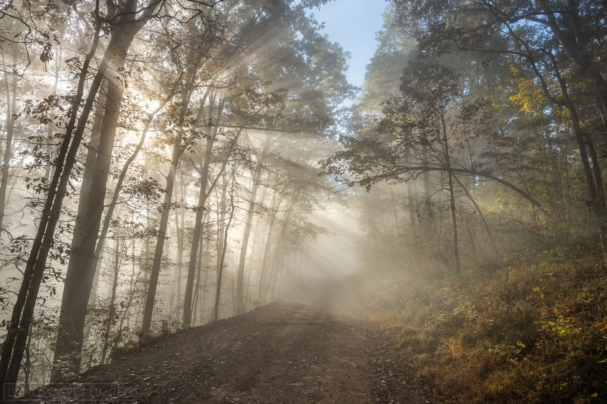 Forest Light.jpg