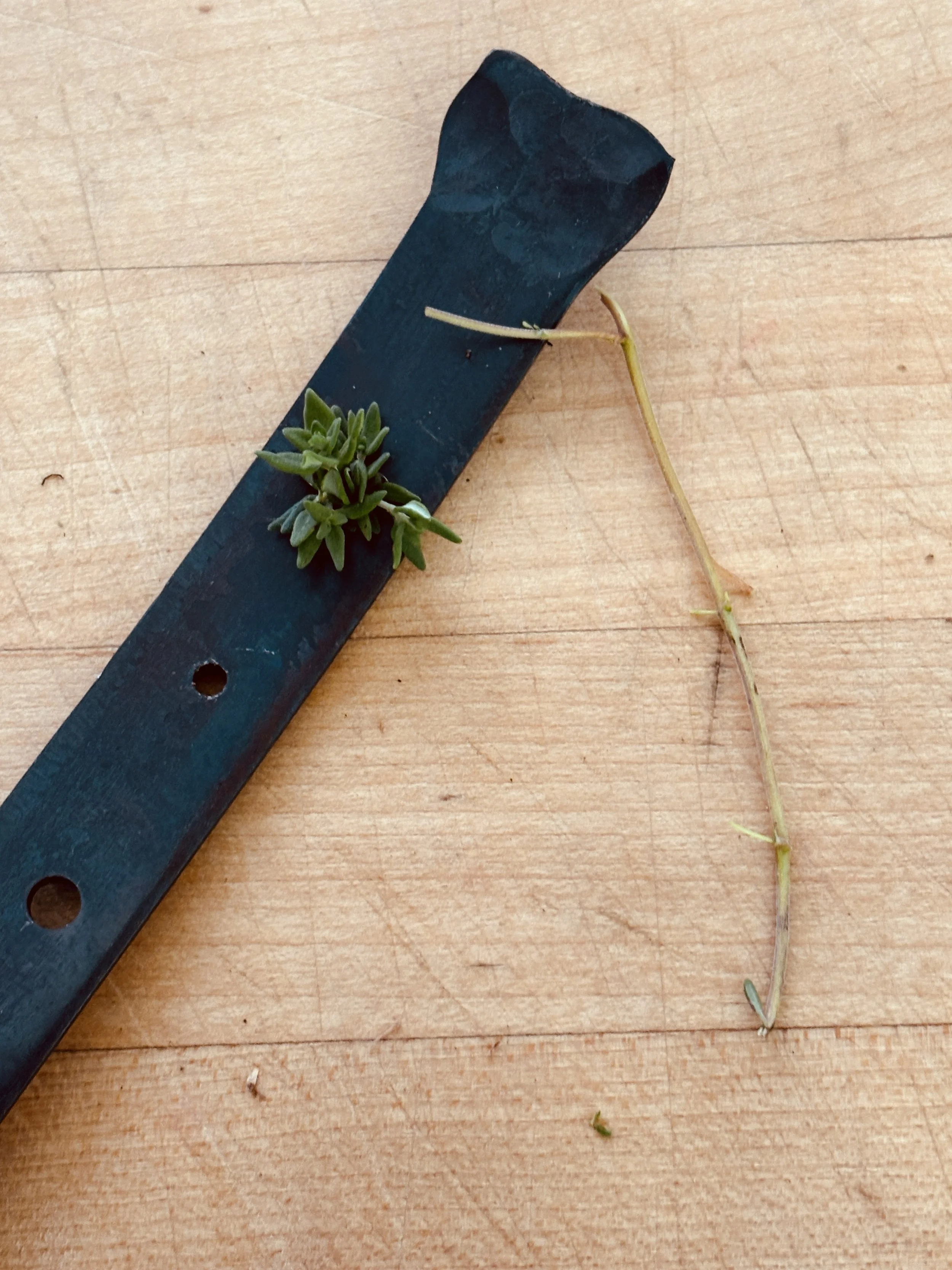 Herb Stripper