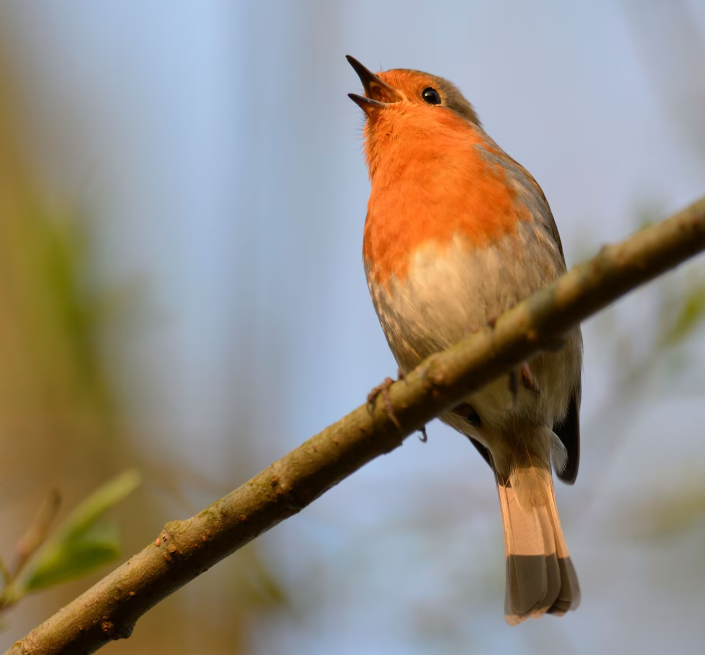 Listening to birds sing really does soothe your brain. Here’s why.