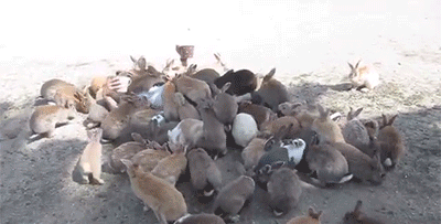 I love bunnies, but c’mon! (Yes there’s a person under this bunny horde on the Japanese island of Ōkunoshima where bunny overpopulation is a serious problem .)