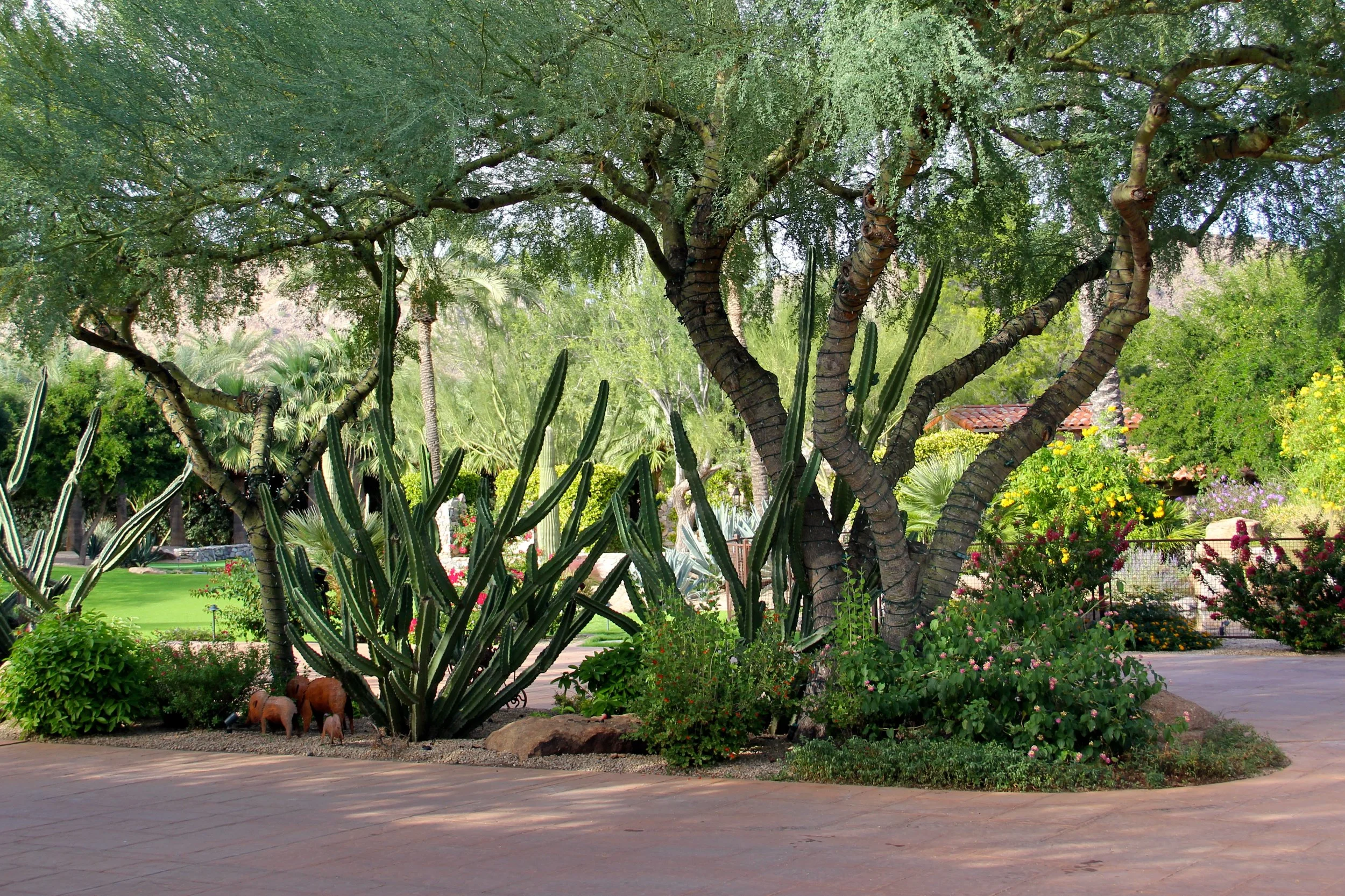sunstate-landscaping-desert-arizona.JPG