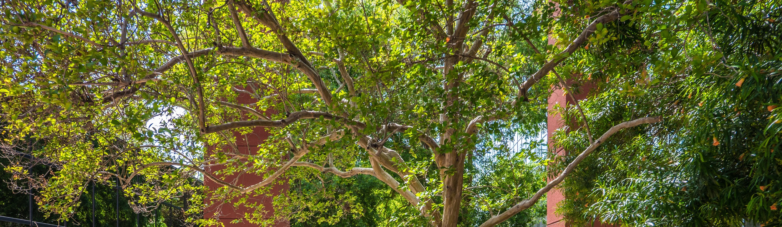 Tree-service-Phoenix.jpg