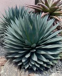 Agave Blue Glow.jpg