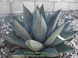 Agave Sharkskin.jpg