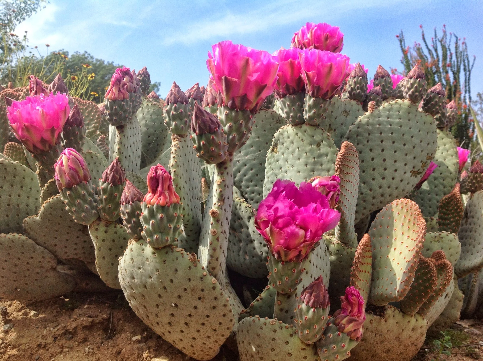Beavertail Prickly Pear Cactus.jpg