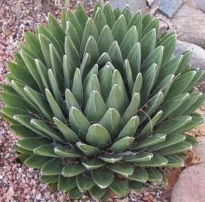 Queen Victoria Agave.jpg