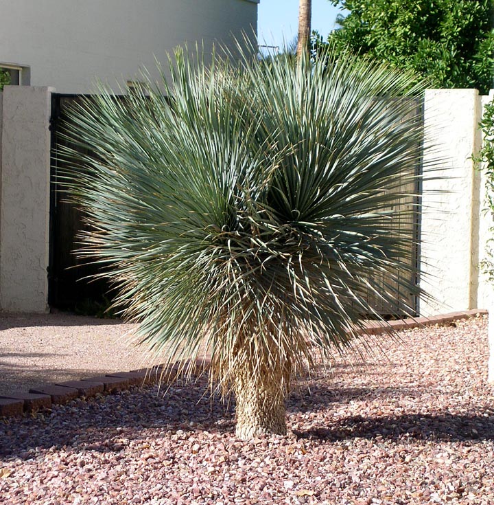 Soap Tree Yucca.jpg