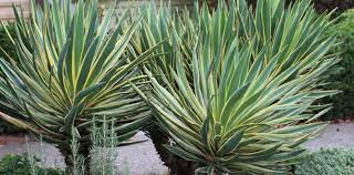 Yucca Gloriosa.jpg