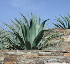 Weber Agave.png