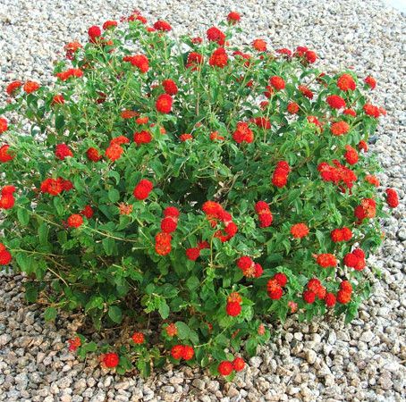 Dallas Red Lantana.jpg