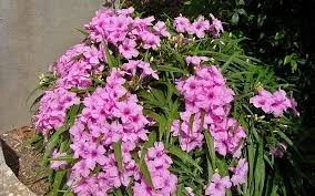Dwarf Pink Ruellia.jpg