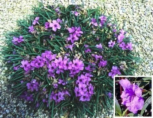 Dwarf Purple Ruellia.jpg