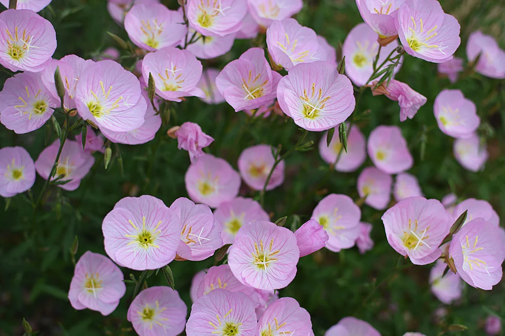 Mexican Evening Primroses.jpg