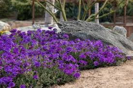 Sandpapwer Verbena.jpg