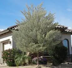Acacia Mulga 2.jpg