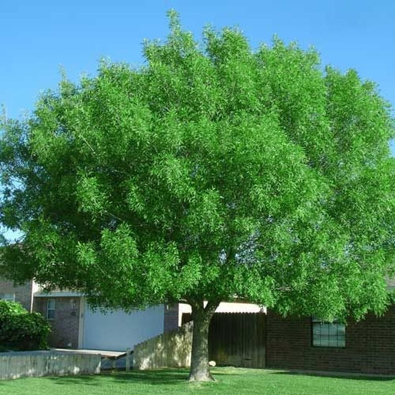 Arizona Ash Tree.jpg