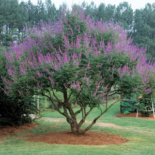 Chaste Monk Pepper Tree.jpg