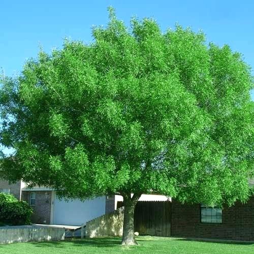 Fan-Tex Ash Tree.jpg