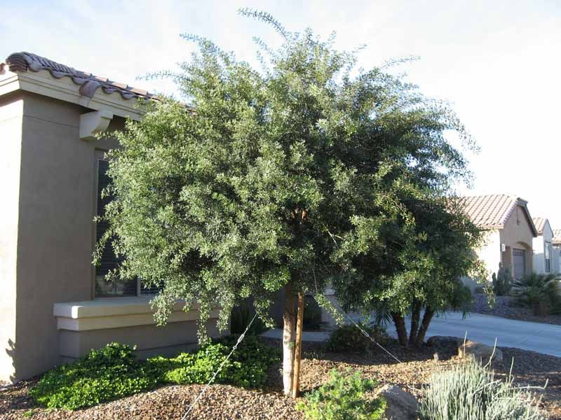 Mastic tree.jpg
