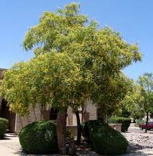 Tipu Tree.jpg