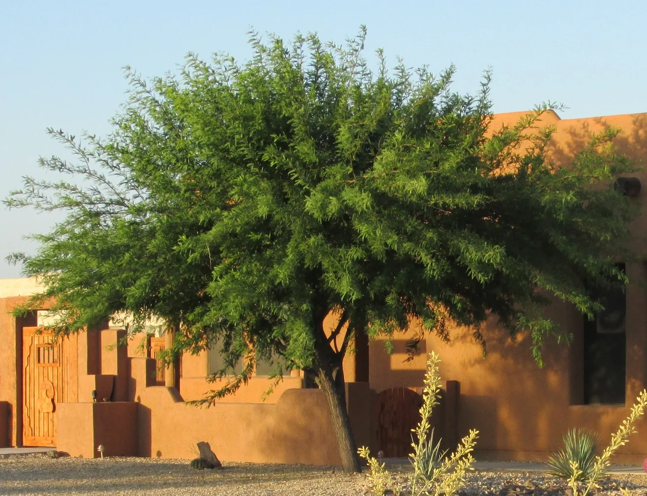 Velvet Mesquite.jpg
