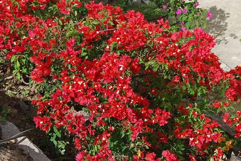 bougainvillea flame red.jpg