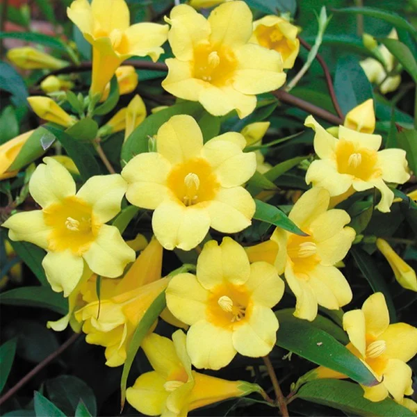 Carolina Jasmine.jpg