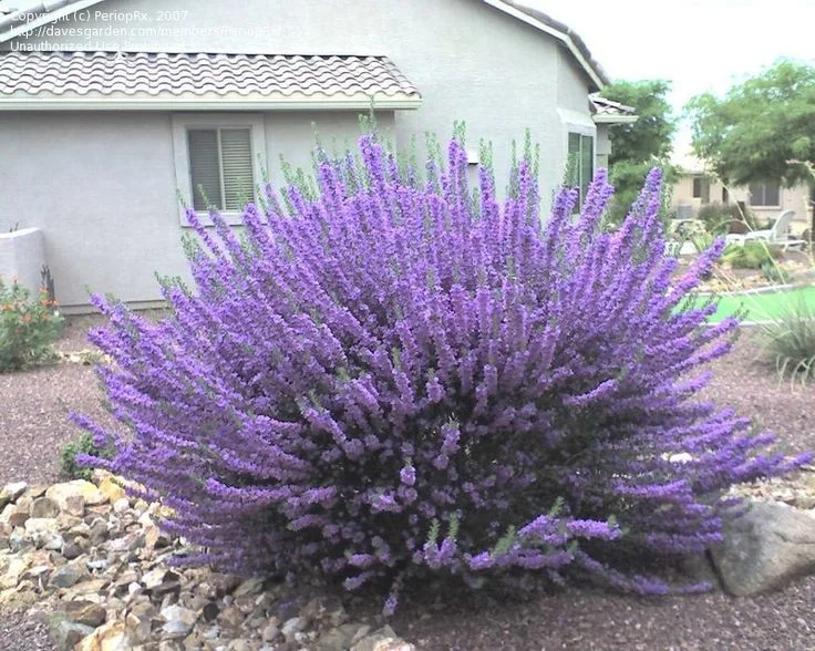 Chihaunhaun Sage 3.jpg