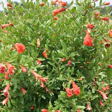 Dwarf Pomegranate.jpg