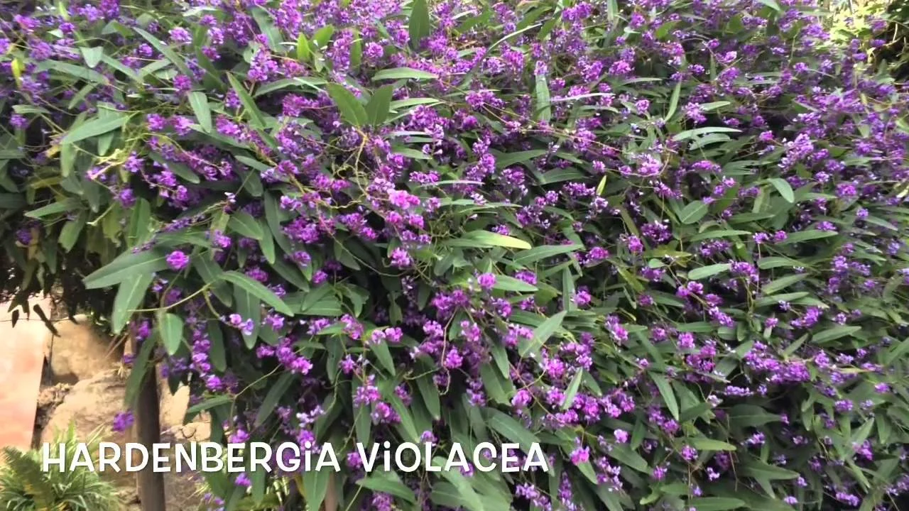Hardenbergia violacea vine.jpg