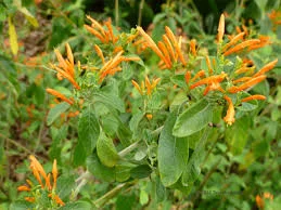 Mexican Honeysuckle.jpg