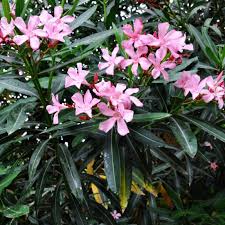 Petite Pink Oleander.jpg