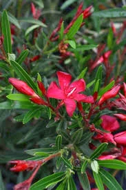 Petite Red Oleander.jpg
