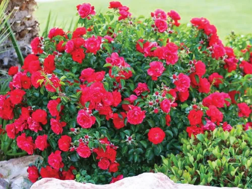 Petite Red-Rose.jpg