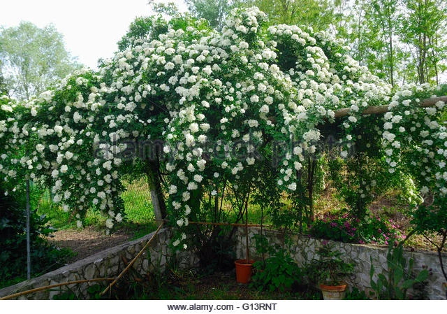 Rosa banksiae 'Alba Plena'.jpg