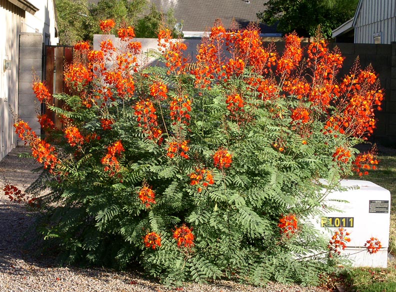 Red Bird of Paradise.jpg