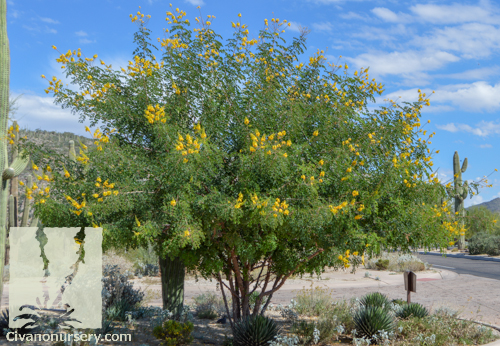 caesalpinia Cascalote tree.jpg