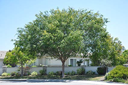 Chinese Evergreen Elm_.jpg