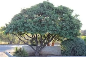 Lysiloma-thornberi-Fern-Of-The-Desert-76-1360733711.jpg