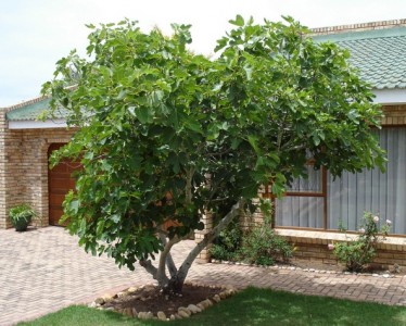Mission Fig Tree.jpg